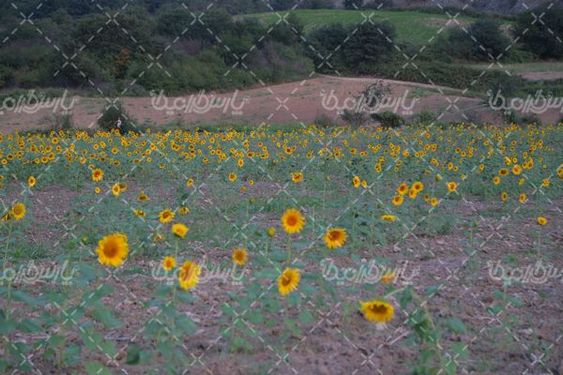 آفتابگردان