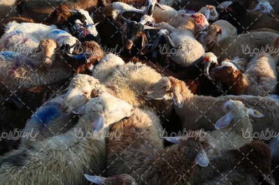 بازار فروش گوسفند
