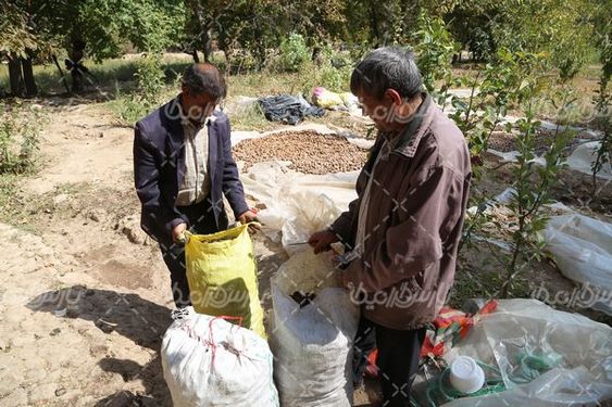 جمع آوری گردو