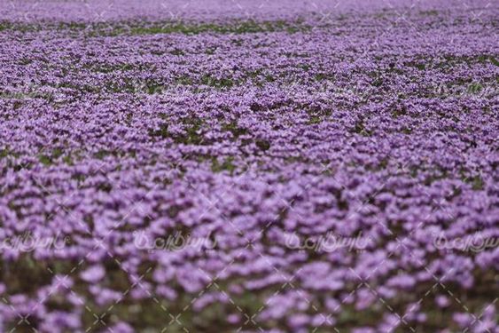 مزرعه گل زعفران