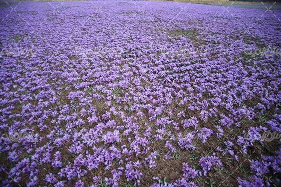 مزرعه گل زعفران