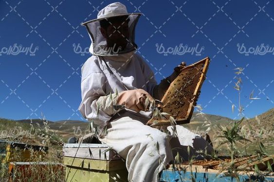 تصویر با کیفیت پرورش زنبور عسل