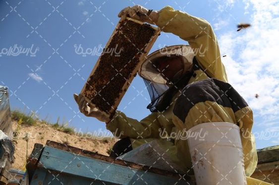 کندوی زنبور عسل