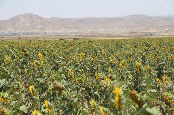 آفتابگردان