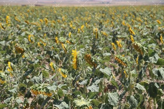 مزرعه آفتابگردان