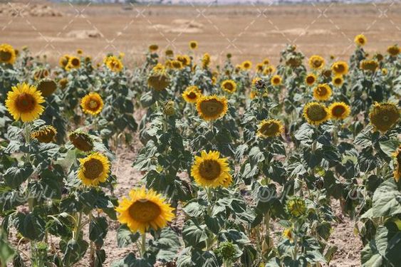 مزرعه آفتاب گردان