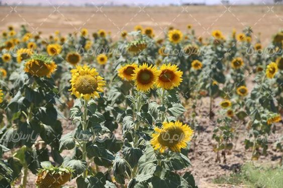 مزرعه آفتابگردان