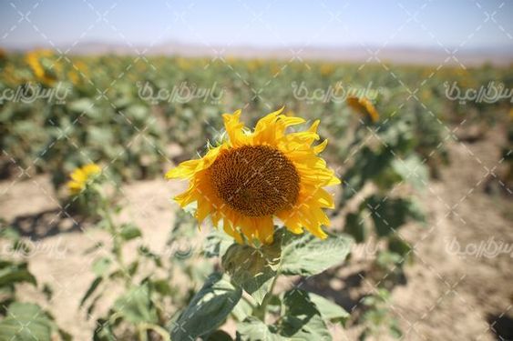 تصویر با کیفیت مزرعه آفتابگردان