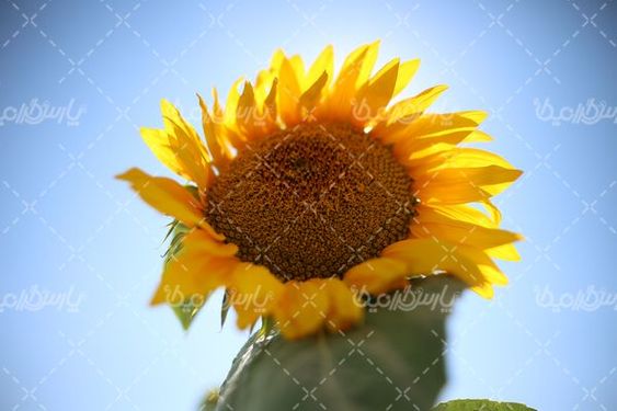 گل آفتاب گردان