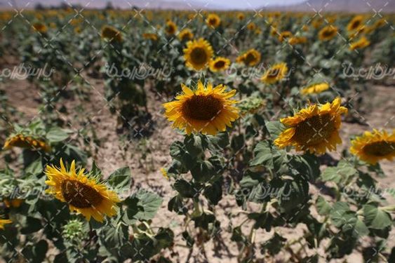 مزرعه آفتابگردان