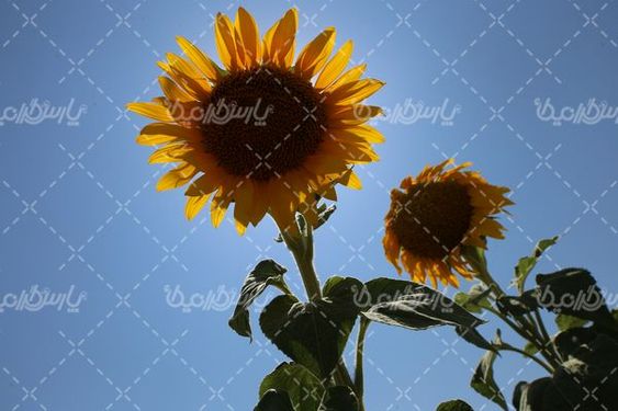 مزرعه آفتاب گردان