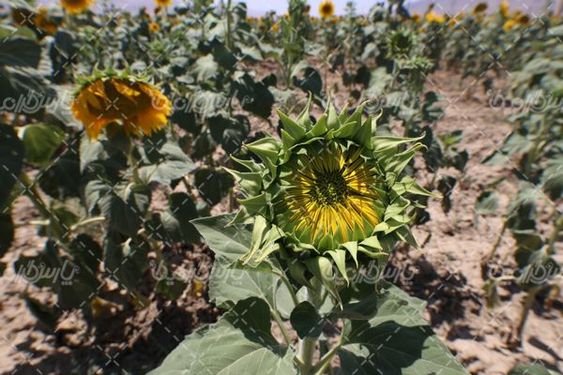 مزرعه آفتابگردان