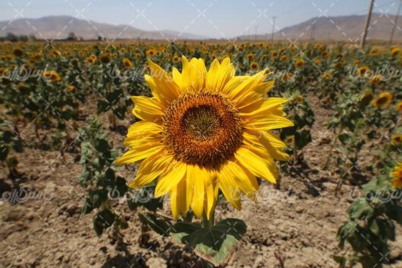 مزرعه آفتاب گردان