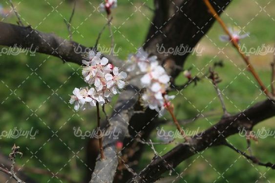تصویر با کیفیت شکوفه