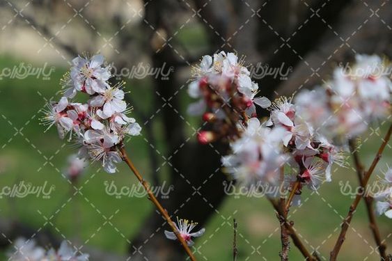 تصویر با کیفیت شکوفه