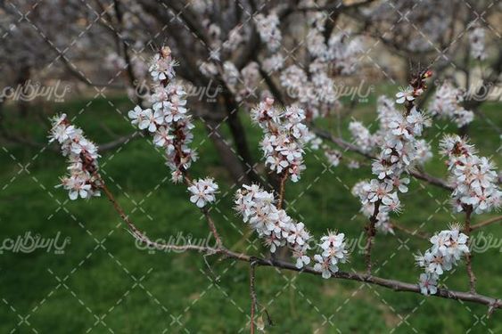 تصویر با کیفیت شکوفه