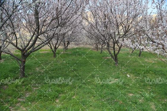 تصویر با کیفیت شکوفه