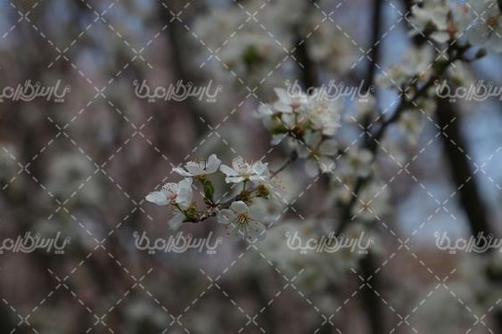 تصویر با کیفیت شکوفه