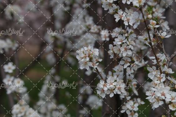 تصویر با کیفیت شکوفه