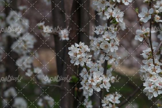 تصویر با کیفیت شکوفه