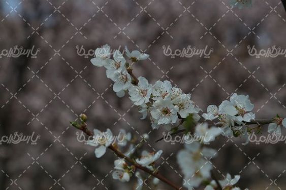 دانلود عکس شکوفه