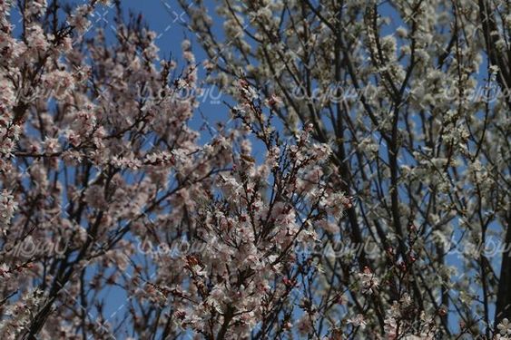 دانلود عکس شکوفه