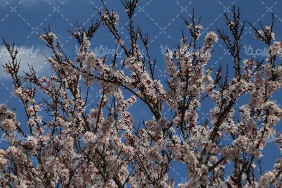 دانلود عکس شکوفه