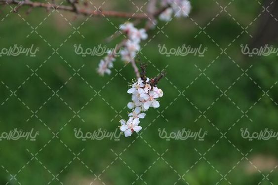 دانلود عکس شکوفه