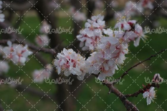 دانلود عکس شکوفه