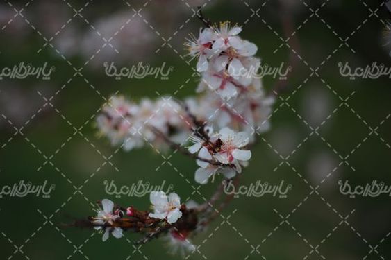 دانلود عکس شکوفه