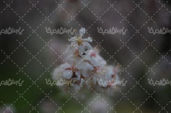 دانلود عکس شکوفه