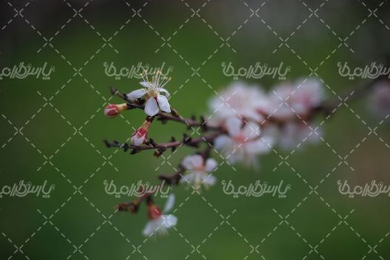 دانلود عکس شکوفه