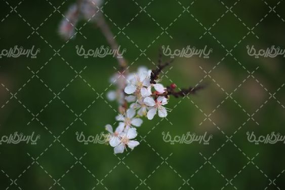 دانلود عکس شکوفه