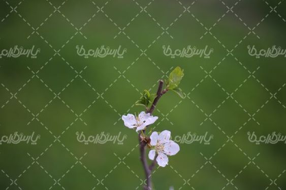 شکوفه بهاری