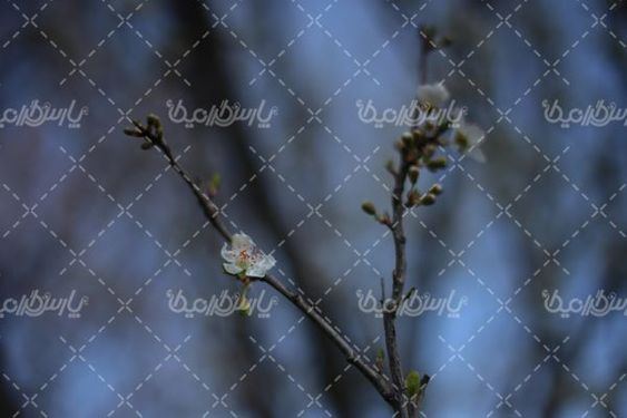 شکوفه بهاری