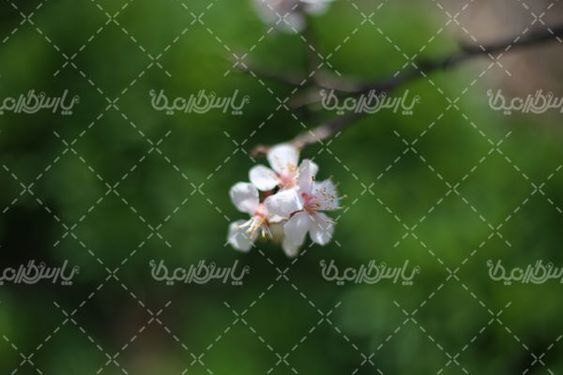 شکوفه بهاری