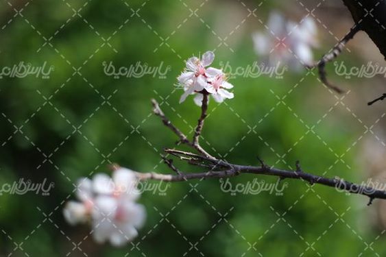 شکوفه بهاری