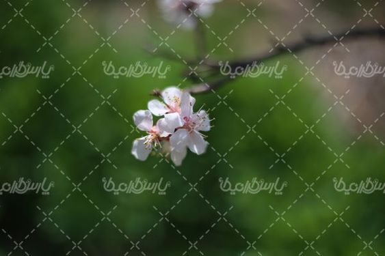 شکوفه بهاری