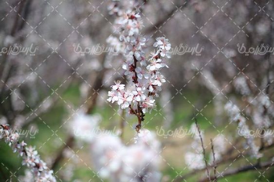 شکوفه بهاری