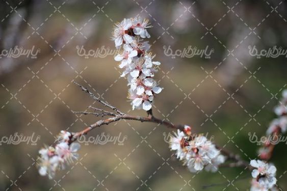 شکوفه بهاری