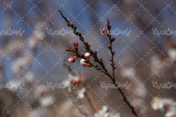 شکوفه بهاری