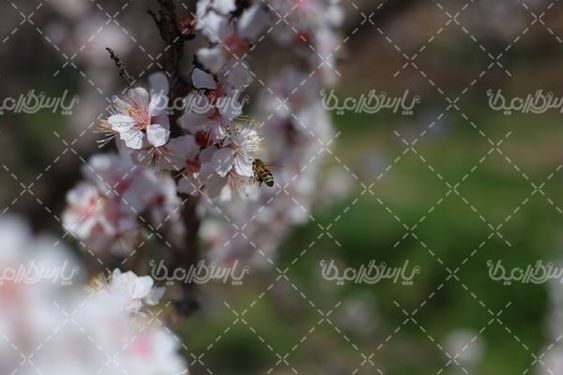تصویر با کیفیت شکوفه بهاری
