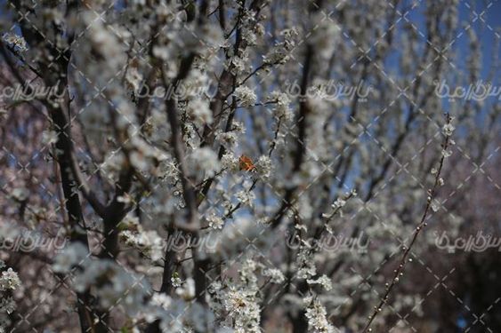 تصویر با کیفیت شکوفه بهاری