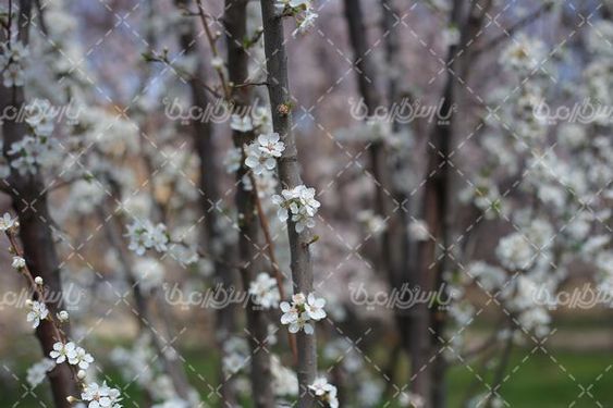 تصویر با کیفیت شکوفه بهاری