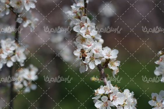تصویر با کیفیت شکوفه بهاری