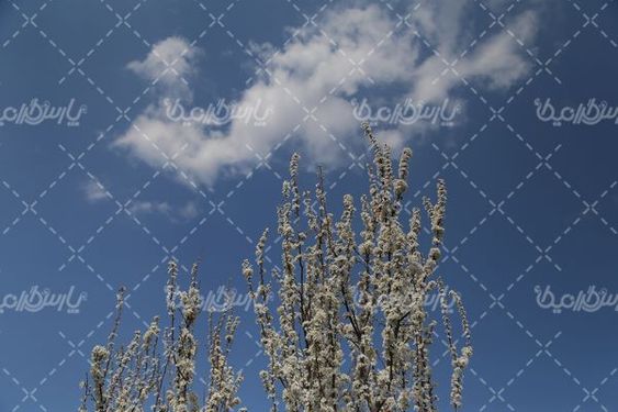 تصویر با کیفیت شکوفه بهاری