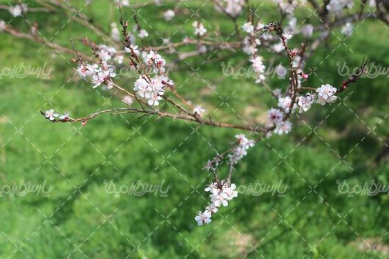 تصویر با کیفیت شکوفه بهاری