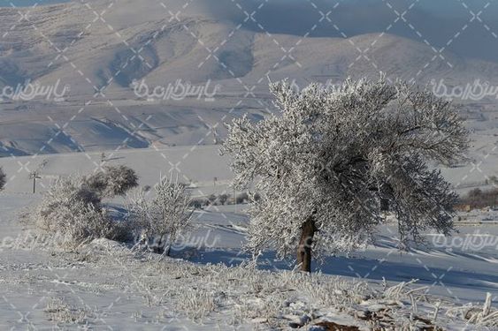 برف زمستانی