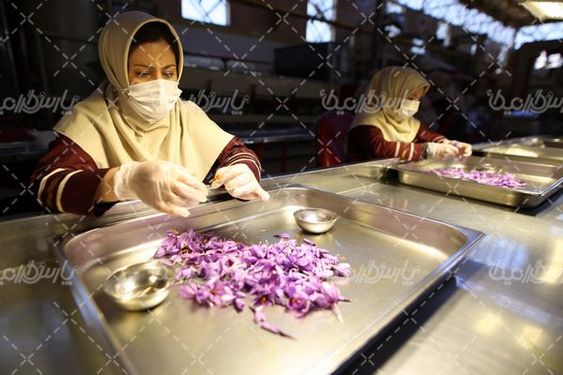 کارخانه زعفران