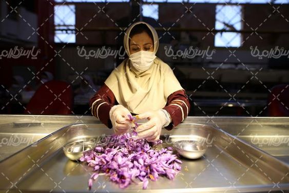 تصویر با کیفیت کارخانه زعفران